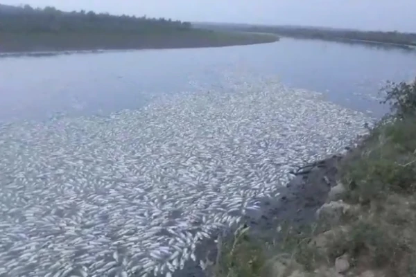 La muerte de peces se habría registrado por una cuestión ambiental, no por contaminación