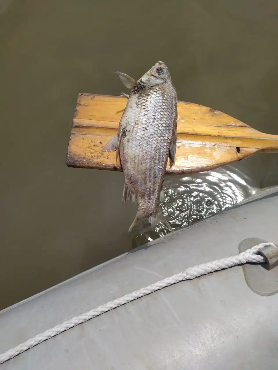 La muerte de peces se habría registrado por una cuestión ambiental, no por contaminación