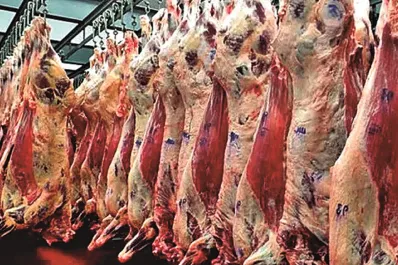 Preocupa el aumento de hembras vacunas destinadas a faena