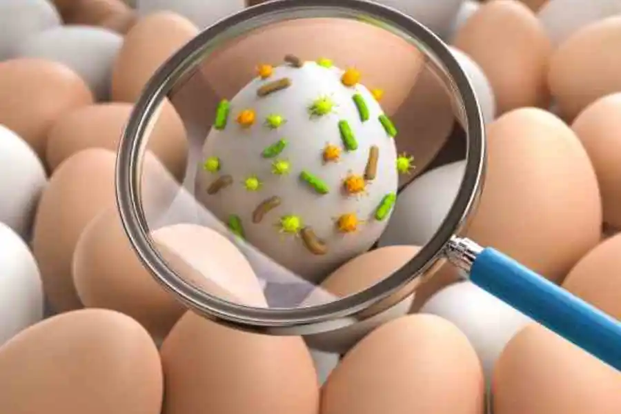 Alerta por un brote de Salmonella: qué es, cómo se contagia y cómo prevenirla