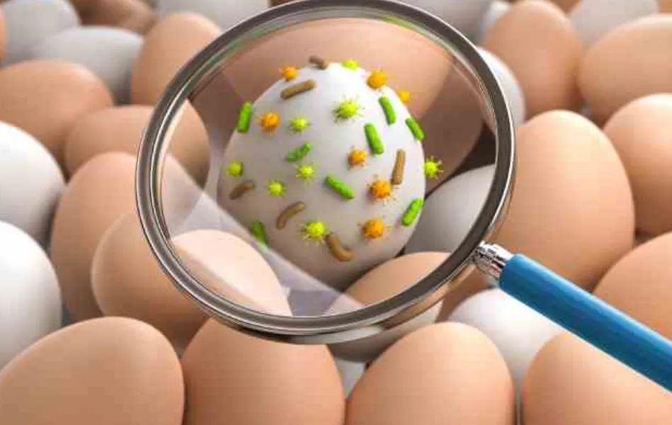 Alerta por un brote de Salmonella: qué es, cómo se contagia y cómo prevenirla