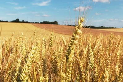 Creció en Tucumán el área cultivada con trigo y con garbanzo, respecto de la campaña anterior