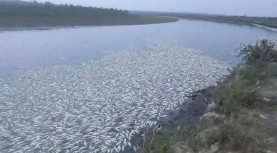 UN DESASTRE. Los peces muertos se agolparon en las bahías del sur.