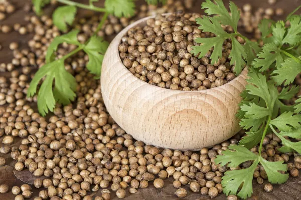 La infusión con propiedades relajantes: cuáles son los beneficios del té de cilantro