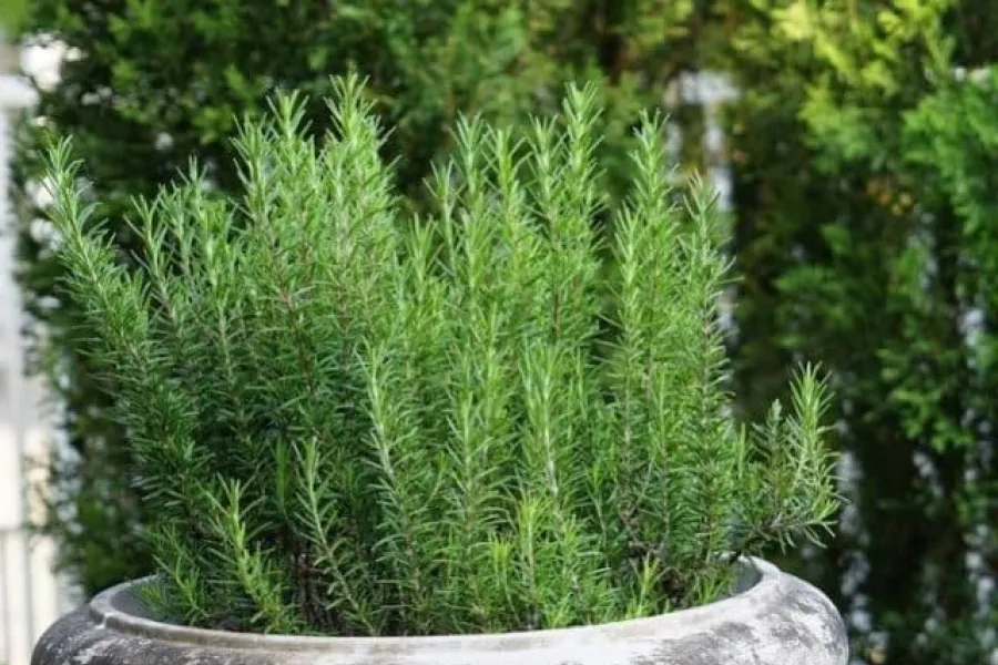 El romero fortalece las fibras capilares.