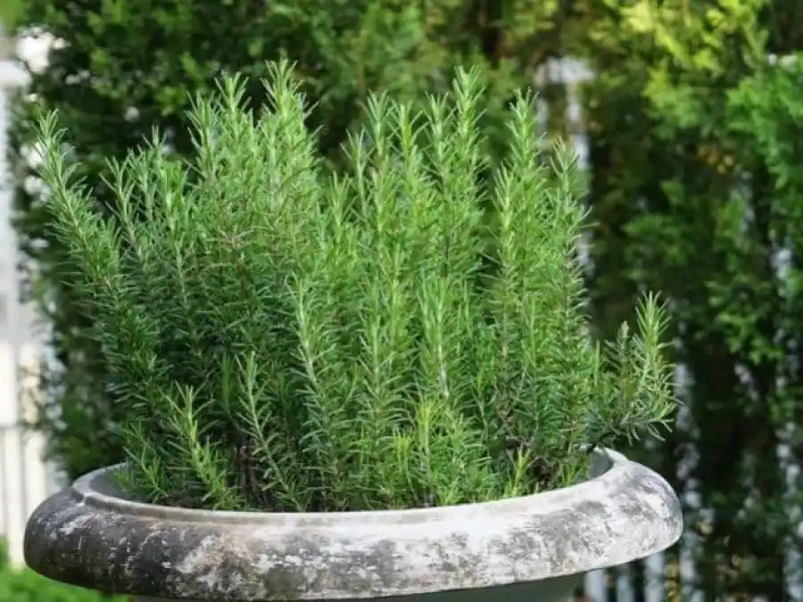 El romero fortalece las fibras capilares.