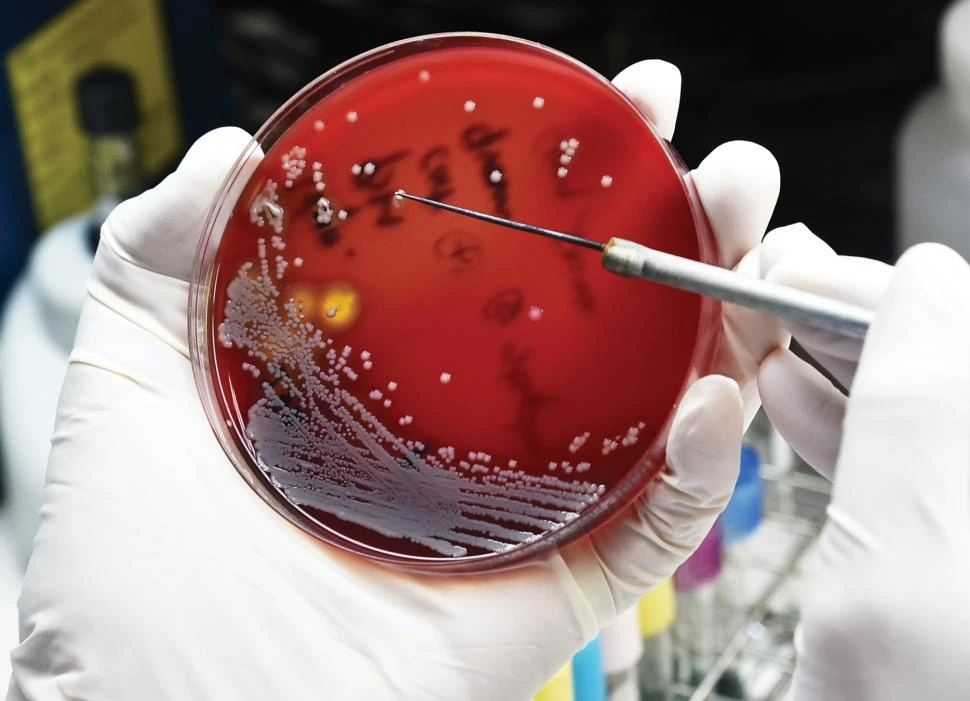 PELIGRO. Las bacterias, virus, hongos y parásitos se vuelven resistentes.