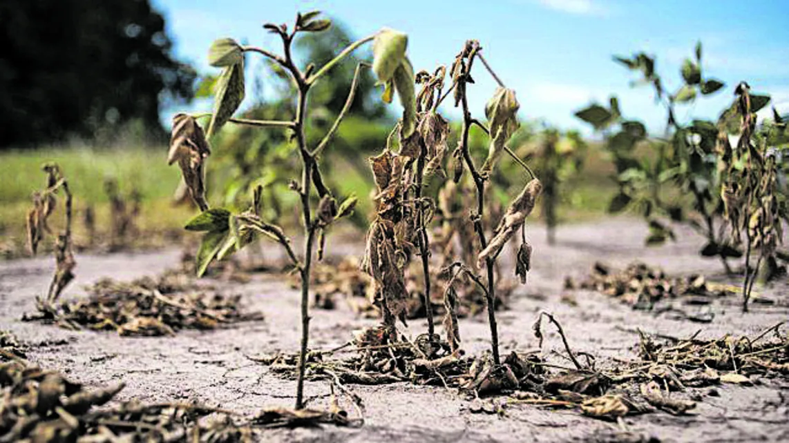 Complejo agroexportador: en un año dejaron de ingresar más de U$S 2.000 millones por la sequía