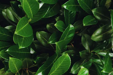 Ritual: ¿qué pasa si pongo una hoja de laurel en mi zapato?
