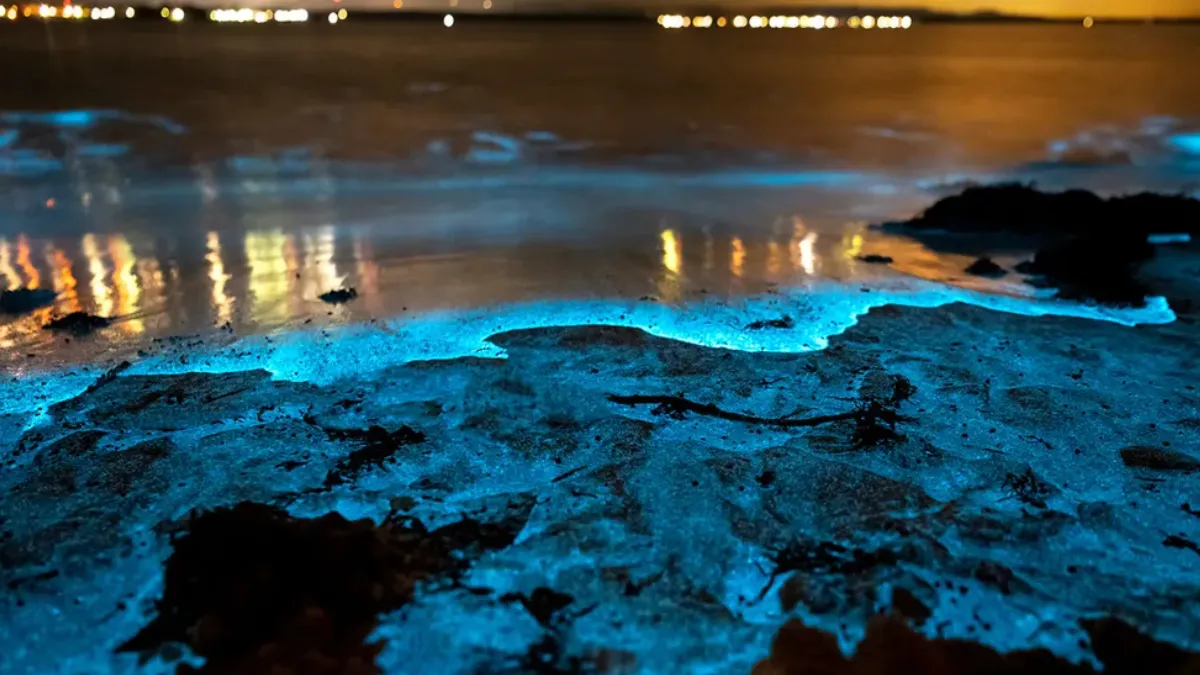 La bioluminiscencia suele ser de color azul, porque esta es la luz que viaja mejor a través del agua, pero puede variar desde casi violeta hasta amarillo verdoso.