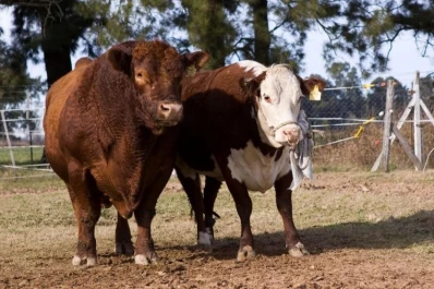 El Senasa comunicó avances en la exportación de genética bovina
