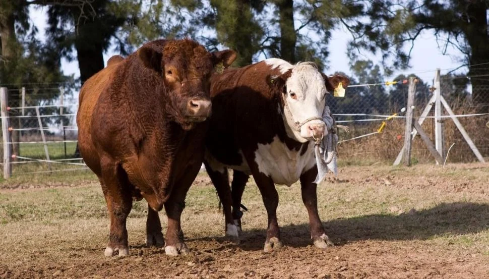 El Senasa comunicó avances en la exportación de genética bovina