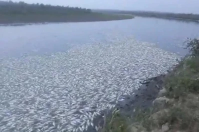 Pareceres II: Mortandad de peces, un problema complejo