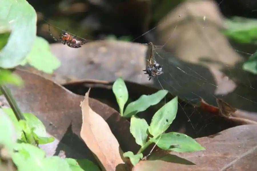 EL CICLO DE LA VIDA. Una araña Tejedora Roja atrapó una presa entre los hilos de sus redes. La vida animal y la vegetal, en plena exposición.