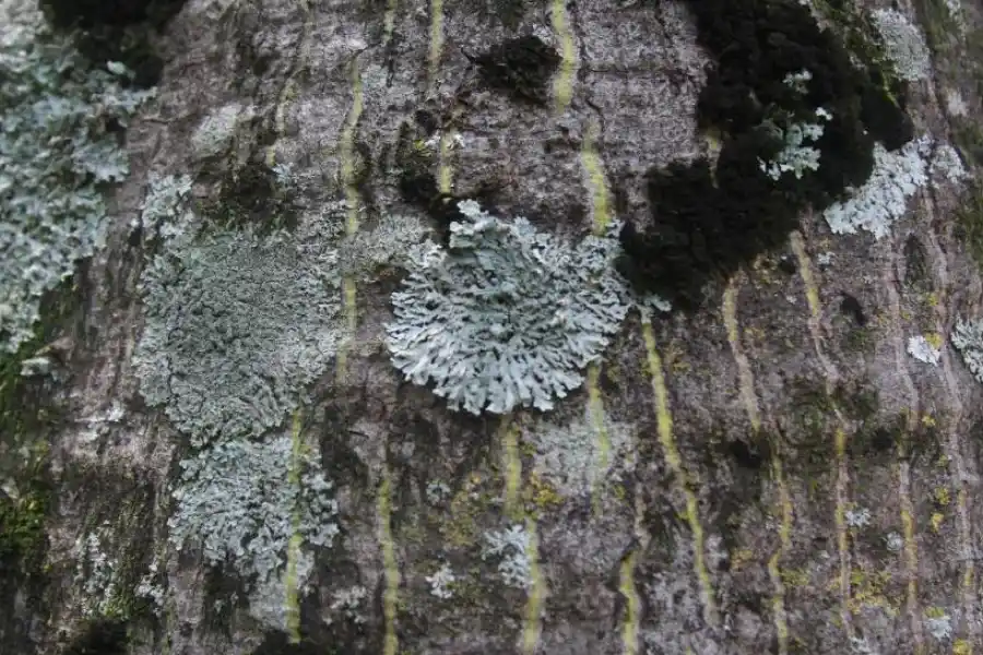UNO SOBRE OTRO. Los líquenes crecieron sobre la corteza del tronco de un palo borracho. La visita tras las últimas lluvias permitió ver hongos.