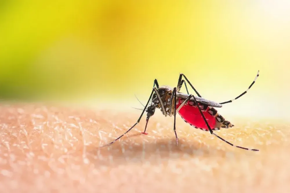 Aumento de casos de Encefalomielitis Equina: la enfermedad que se transmite a humanos por picadura de mosquitos