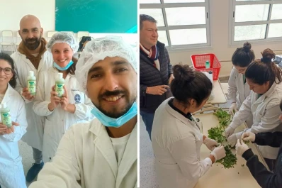 Científicos tucumanos producen un repelente natural en gel para combatir el dengue