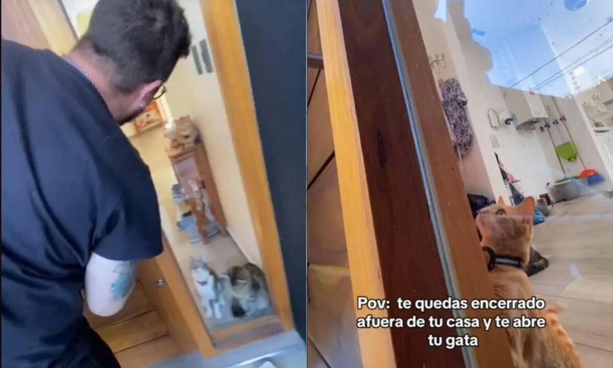 Video: se olvidó las llaves adentro de su casa e increíblemente su gata le abrió la puerta.