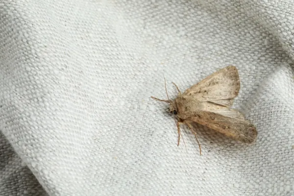 El remedio natural que ahuyenta insectos y roedores en casa