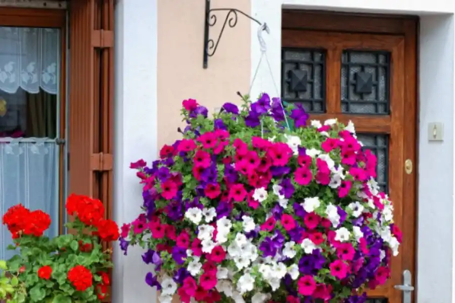 Las cinco mejores plantas para decorar tus paredes sin generar humedad