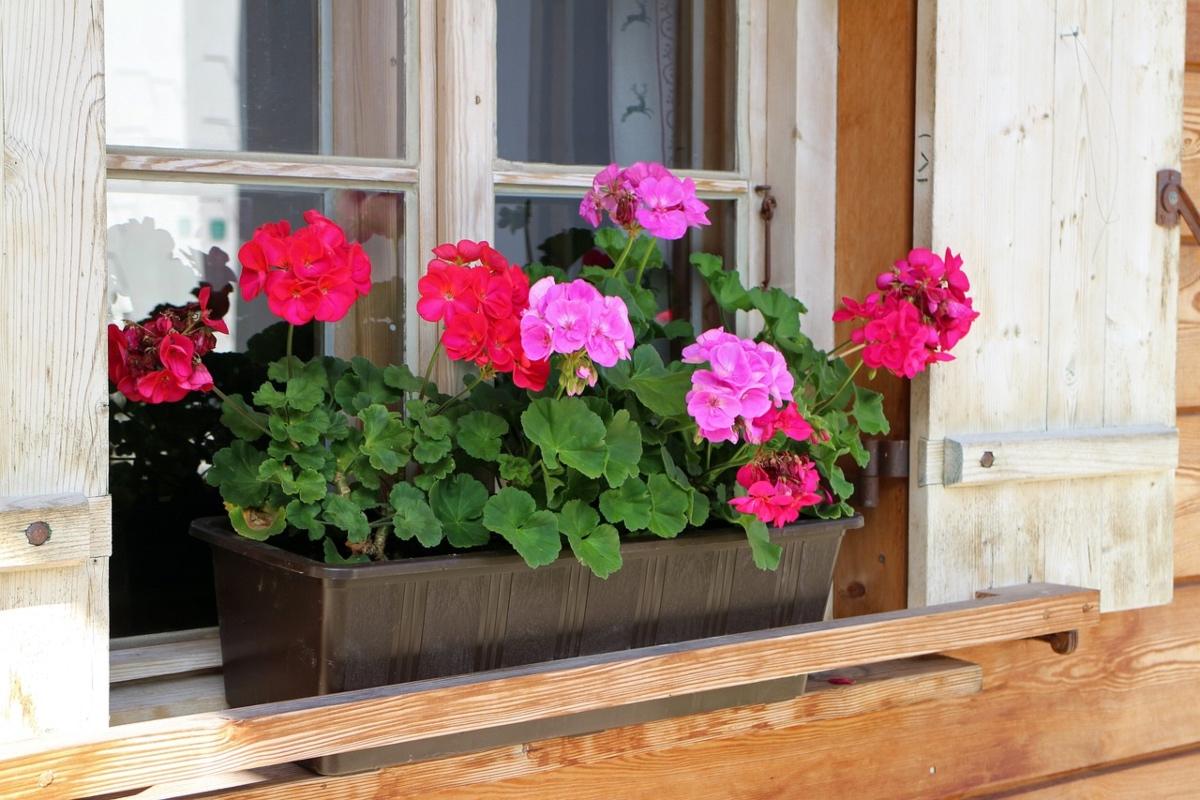 Las cinco mejores plantas para decorar tus paredes sin generar humedad