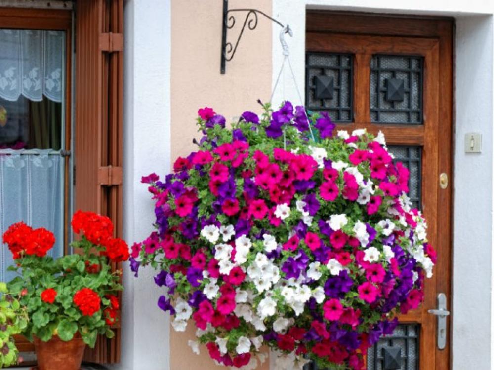Las cinco mejores plantas para decorar tus paredes sin generar humedad