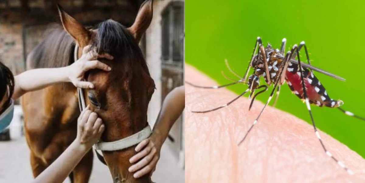 Declaran la emergencia sanitaria por brote de Encefalomielitis Equina, la enfermedad que se transmite por picadura de mosquitos