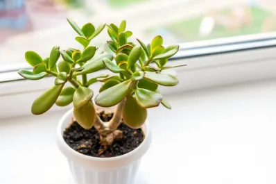 Qué es el árbol de jade y dónde colocarlo para atraer dinero, según el Feng Shui