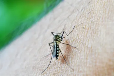 Mosquitos: el truco natural e infalible para ahuyentarlos de tu jardín