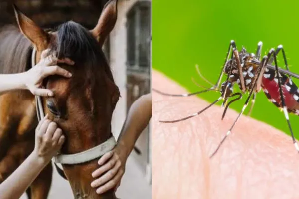 Declaran la emergencia sanitaria por brote de Encefalomielitis Equina, la enfermedad que se transmite por picadura de mosquitos