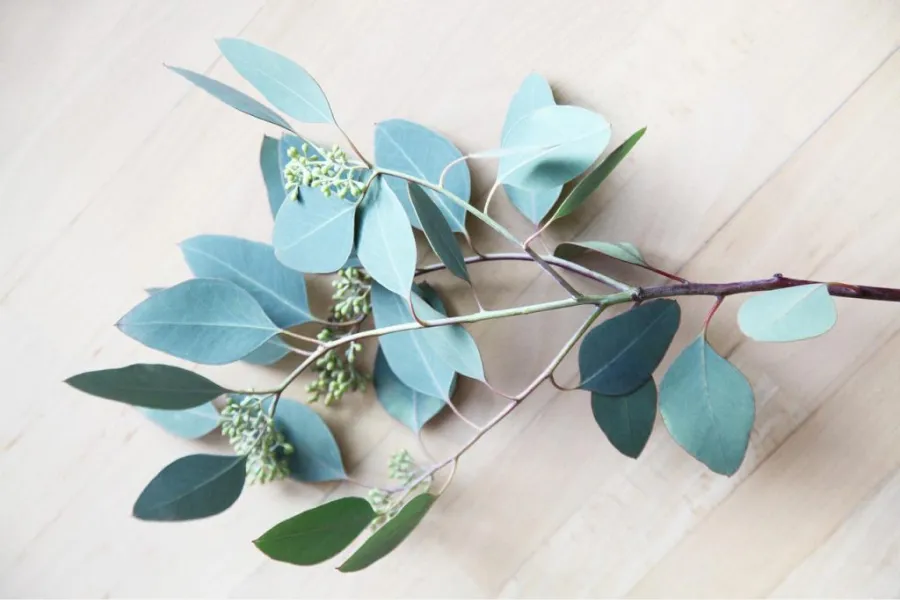 El aceite de eucalipto sirve para ahuyentar a los mosquitos