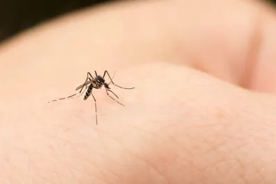 Video viral: cómo es el inusual truco para atraer y atrapar mosquitos antes de que piquen