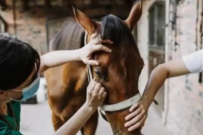 Para evitar contagios de Encefalomielitis Equina se debe realizar un control de mosquitos