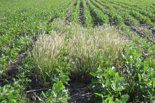 Reporte Rural: conocer el lote es clave contra las malezas