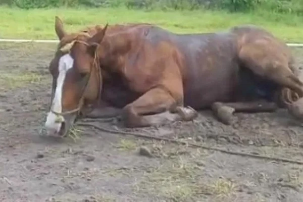 Brote de Encefalomielitis: el equino contagiado muestra signologías neurológicas diversas