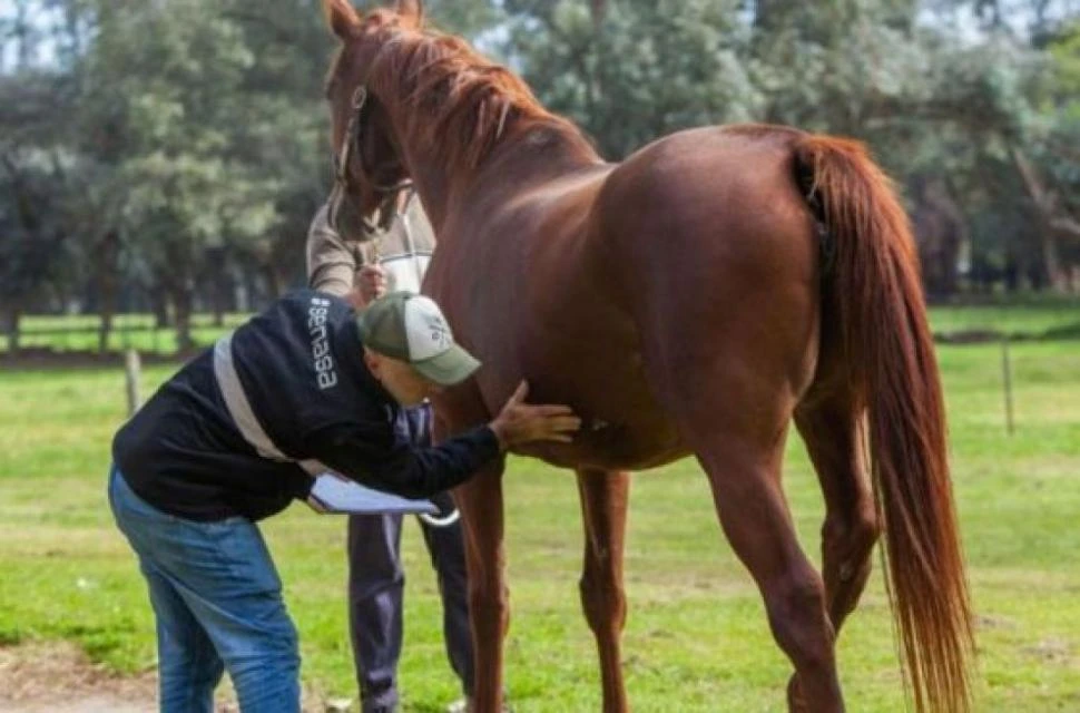 POR SEGURIDAD. Entre otros, el Senasa prohibió los movimientos de egreso de equinos desde las provincias donde se detectaron casos hacia el resto del país.