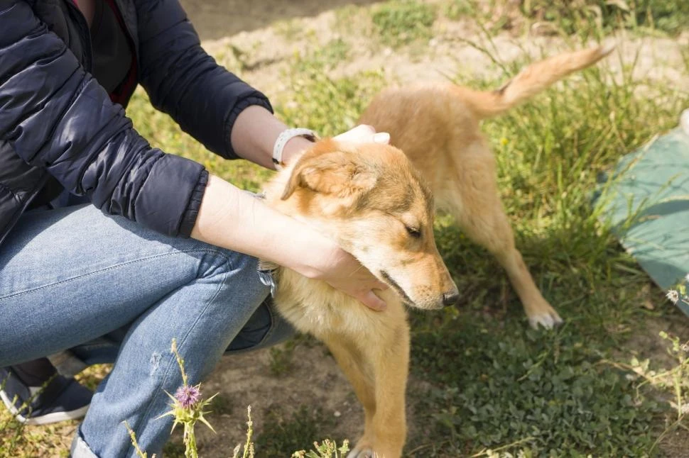 DATO. El parásito está la materia fecal del perro; la gente se contagia por ingesta de agua o alimentos contaminados.