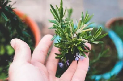 Horóscopo chino: qué planta debe tener cada signo en su casa para atraer la buena fortuna