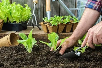 Las mejores hortalizas para plantar en diciembre y hacer economía en las compras del hogar