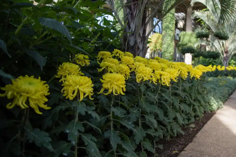 Cuáles son los beneficios de tomar té de crisantemo, según los profesionales de la salud.