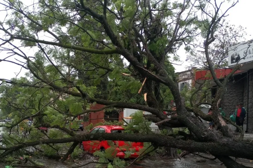Las lluvias y el viento del fin de semana dejaron seis árboles caídos en la Capital