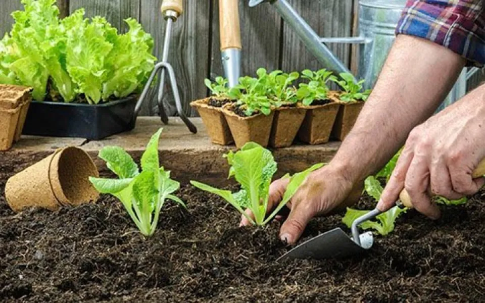 Las mejores hortalizas para plantar en diciembre y hacer economía en las compras del hogar