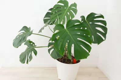 Por qué la Costilla de Adán es la planta ideal para interiores y cómo cuidarla