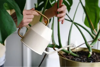 Regar las plantas: conocé los cinco errores más comunes y aprendé a cuidarlas