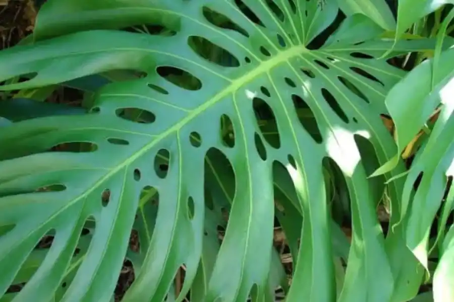 Costilla de Adán: beneficios y consejos para sumar esta planta al interior de tu casa