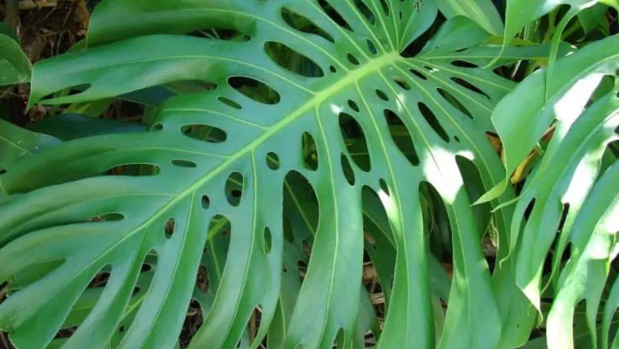 Costilla de Adán: beneficios y consejos para sumar esta planta al interior de tu casa
