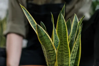 Cómo preparar un té con lengua de suegra para la migraña, reducir el azúcar en sangre y cicatrizar heridas