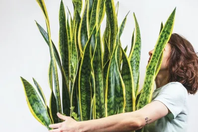 Lengua de suegra: los secretos de esta planta que deberías tener en tu hogar