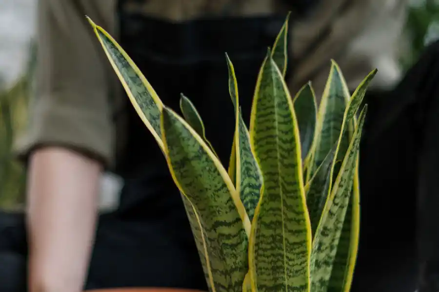Lengua de suegra: los secretos de esta planta que deberías tener en tu hogar