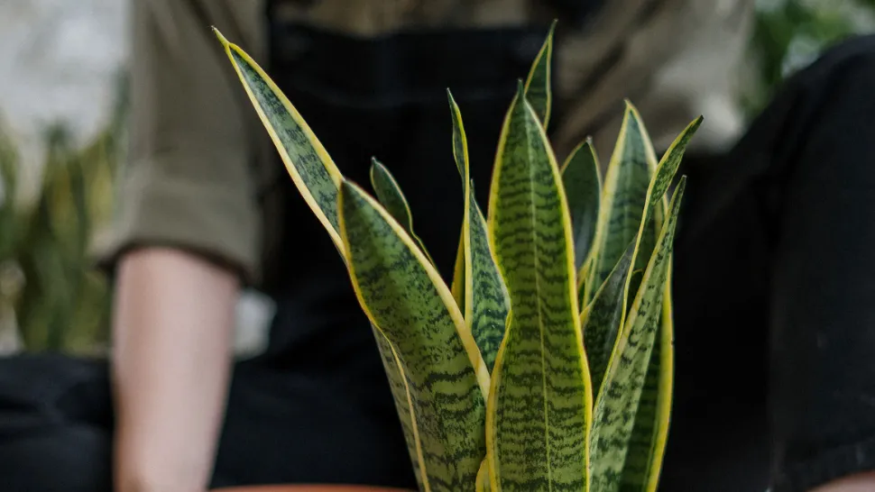 Lengua de suegra: los secretos de esta planta que deberías tener en tu hogar